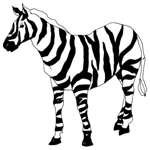 vector exotic zebra wild animal isolated. black and white engraved ink art. isolated animal illustration element on .