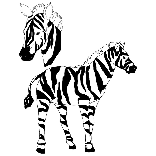 vector exotic zebra wild animal isolated. black and white engraved ink art. isolated animal illustration element on white .