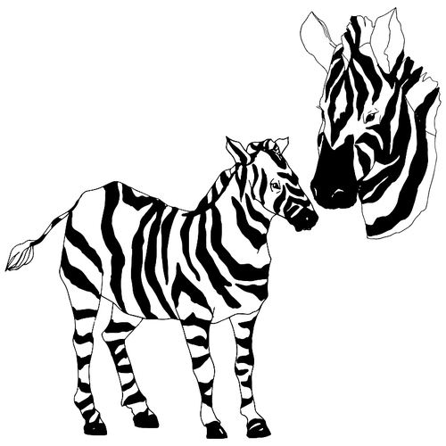 vector exotic zebra wild animal isolated. black and white engraved ink art. isolated animal illustration element on white .