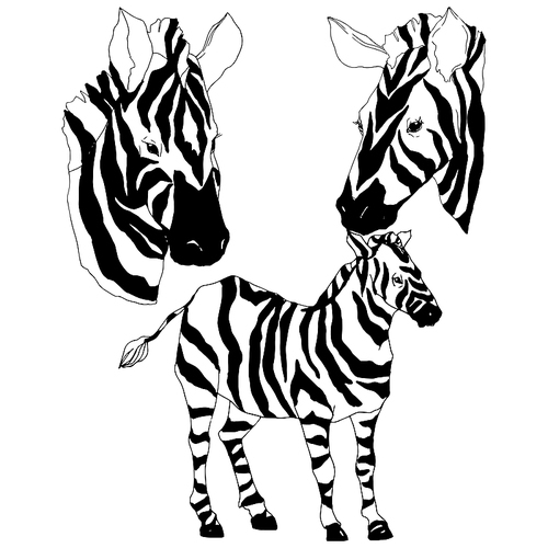 Vector Exotic zebra wild animal isolated. Black and white engraved ink art. Isolated animal illustration element on white .