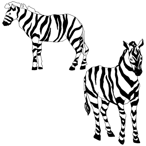 vector exotic zebra wild animal isolated. black and white engraved ink art. isolated animal illustration element on white .