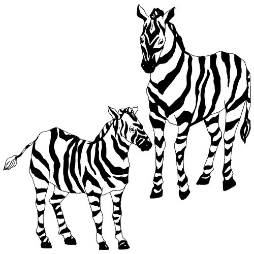 Vector Exotic zebra wild animal isolated. Black and white engraved ink art. Isolated animal illustration element on white .