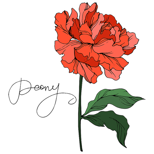 Vector Peony floral botanical flower. Wild spring leaf wildflower isolated. Red and green engraved ink art on white .