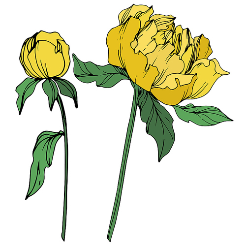 Vector Peony floral botanical flower. Wild spring leaf wildflower isolated. Yellow and green engraved ink art on white .