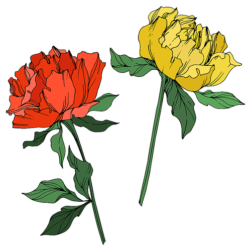 Vector Peony floral botanical flower. Wild spring leaf wildflower isolated. Red and yellow engraved ink art on white .