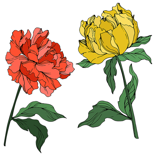 Vector Peony floral botanical flower. Wild spring leaf wildflower isolated. Red and yellow engraved ink art on white .