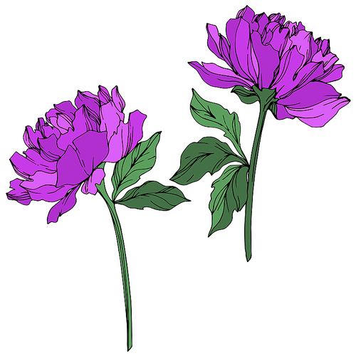 Vector Peony floral botanical flower. Wild spring leaf wildflower isolated. Purple and green engraved ink art on white .