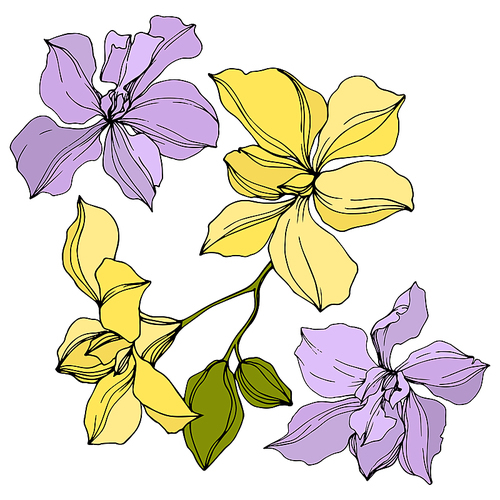 Vector Orchid floral botanical flowers. Wild spring leaf wildflower isolated. Yellow and violet engraved ink art. Isolated orcids illustration element on white .
