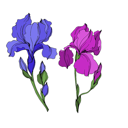 Vector Irises floral botanical flowers. Wild spring leaf wildflower isolated. Blue and purple engraved ink art. Isolated irises illustration element on white .