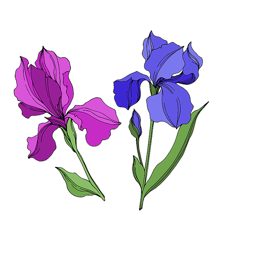 Vector Irises floral botanical flowers. Wild spring leaf wildflower isolated. Blue and purple engraved ink art. Isolated irises illustration element on white .