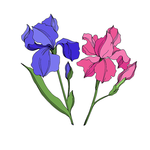 Vector Irises floral botanical flowers. Wild spring leaf wildflower isolated. Blue and pink engraved ink art. Isolated irises illustration element on white .