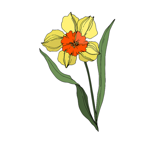 Vector Narcissus floral botanical flower. Wild spring leaf wildflower isolated. Yellow and green engraved ink art. Isolated narcissus illustration element on white .