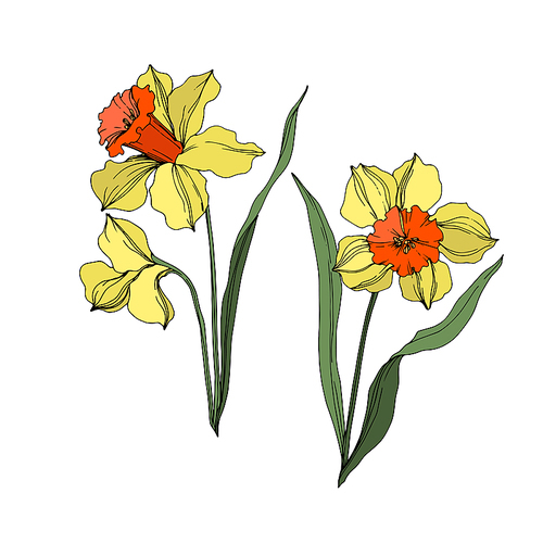 Vector Narcissus floral botanical flower. Wild spring leaf wildflower isolated. Yellow and green engraved ink art. Isolated narcissus illustration element on white .