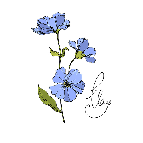 Vector Flax floral botanical flowers. Wild spring leaf wildflower isolated. Blue and green engraved ink art. Isolated flax illustration element on white .