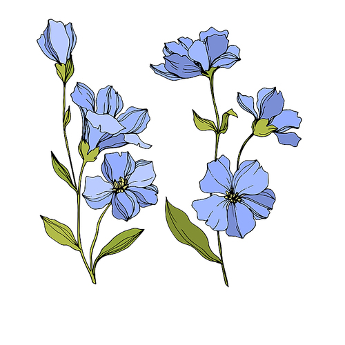 Vector Flax floral botanical flowers. Wild spring leaf wildflower isolated. Blue and green engraved ink art. Isolated flax illustration element on white .