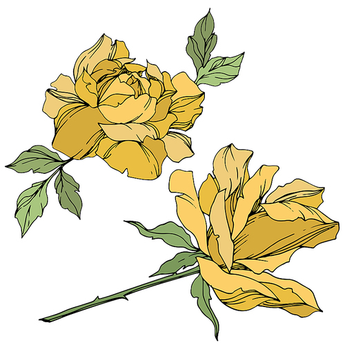 Vector Rose floral botanical flower. Wild spring leaf wildflower isolated. Yellow and green engraved ink art. Isolated roses illustration element on white .