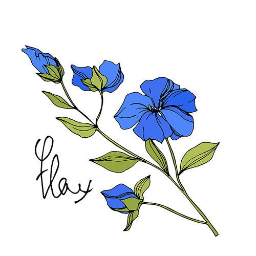 Vector Flax floral botanical flowers. Wild spring leaf wildflower isolated. Blue and green engraved ink art. Isolated flax illustration element on white .