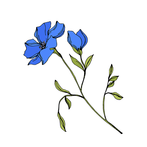 Vector Flax floral botanical flowers. Wild spring leaf wildflower isolated. Blue and green engraved ink art. Isolated flax illustration element on white .