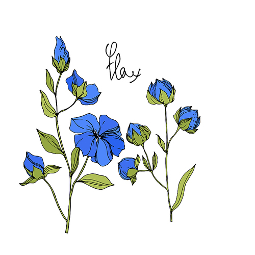 Vector Flax floral botanical flowers. Wild spring leaf wildflower isolated. Blue and green engraved ink art. Isolated flax illustration element on white .