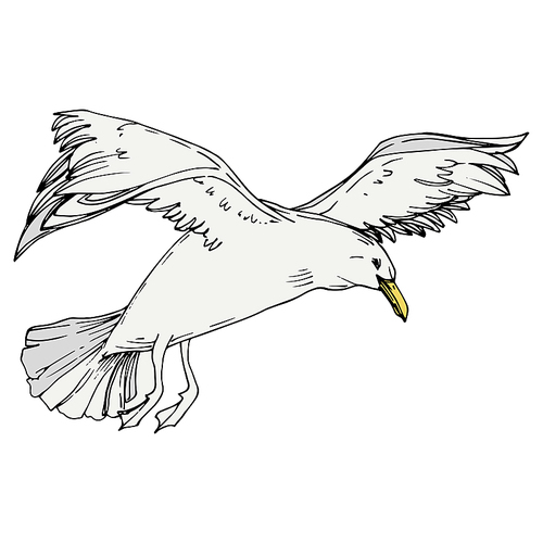 sky bird seagull in a wildlife. wild freedom, bird with a flying wings. black and white engraved ink art. isolated gull illustration element on white .