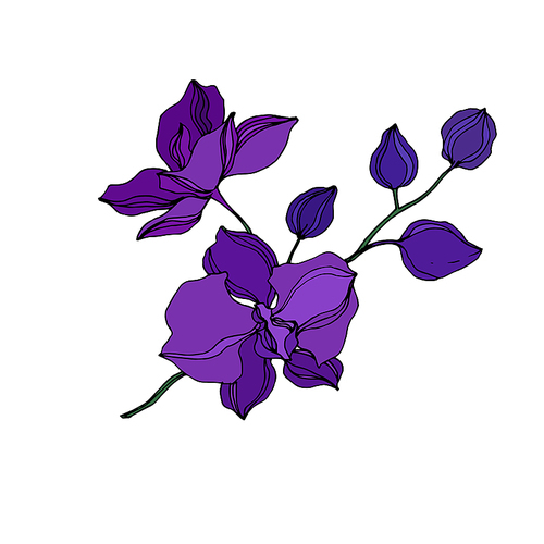 Vector Orchid floral botanical flowers. Wild spring leaf wildflower isolated. Black and purple engraved ink art. Isolated orchids illustration element on white .