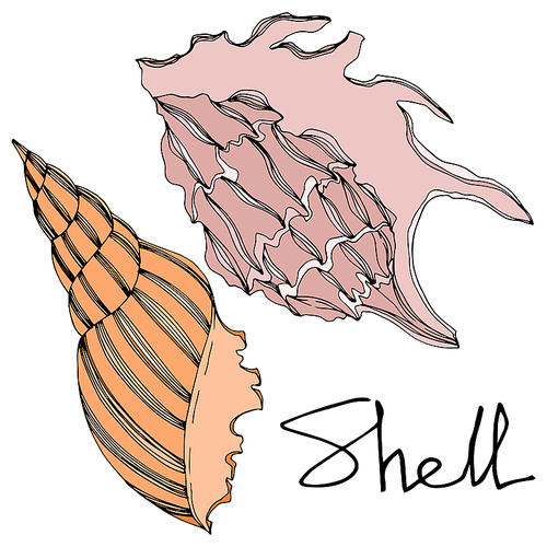 Vector Summer beach seashell tropical elements. Black and white engraved ink art. Isolated shell illustration element on white .