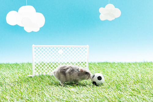 little hamster near toy soccer ball and gates on green grass on blue background with clouds, sports betting concept