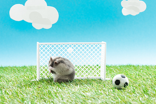 furry hamster near toy soccer ball and gates on green grass on blue background with clouds, sports betting concept