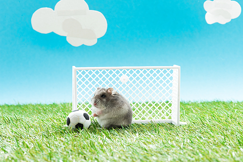 funny hamster near toy soccer ball and gates on green grass on blue background with clouds, sports betting concept