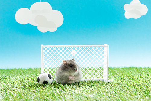 funny hamster near toy soccer ball and gates on green grass on blue background with clouds, sports betting concept
