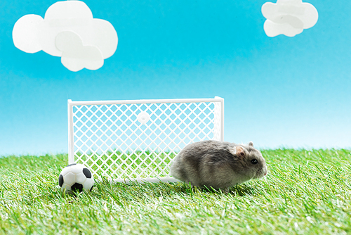 little hamster near toy soccer ball and gates on green grass on blue background with clouds, sports betting concept