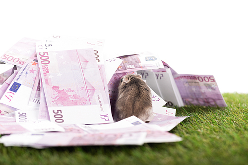 selective focus of funny hamster near euro banknotes on green grass isolated on white, sports betting concept