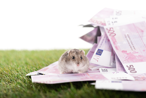 selective focus of furry hamster near euro banknotes on green grass isolated on white, sports betting concept