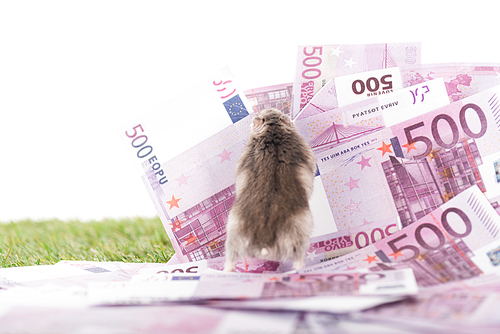selective focus of furry hamster on euro banknotes isolated on white, sports betting concept