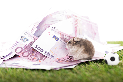 selective focus of furry hamster on euro banknotes near toy soccer ball isolated on white, sports betting concept