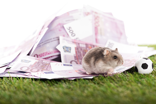 selective focus of little hamster on euro banknotes near toy soccer ball isolated on white, sports betting concept