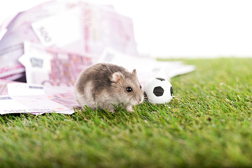 selective focus of little hamster near euro banknotes and toy soccer ball isolated on white, sports betting concept