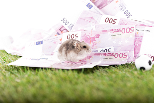 selective focus of little hamster on euro banknotes near toy soccer ball isolated on white, sports betting concept