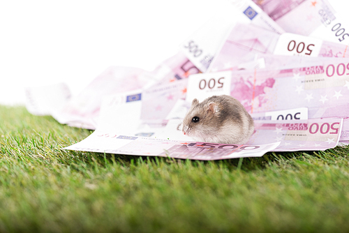 selective focus of little hamster on euro isolated on white, sports betting concept
