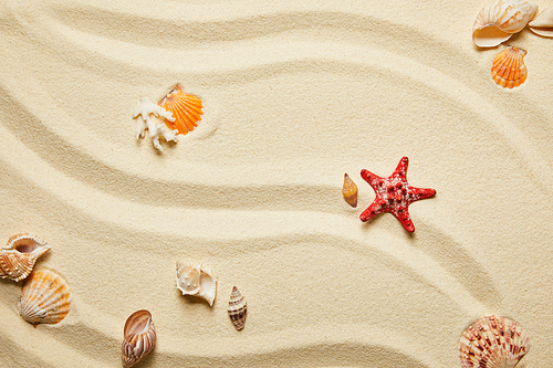 top view of red starfish and seashells on sandy beach in summertime