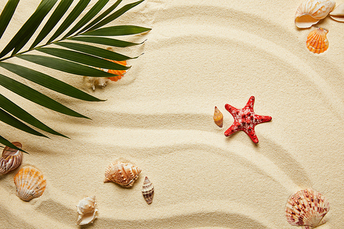 top view of green palm leaf near red starfish and seashells on sandy beach