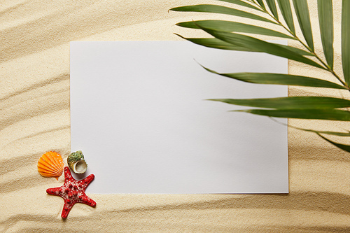 top view of green palm leaf near blank placard, starfish and seashells on sandy beach