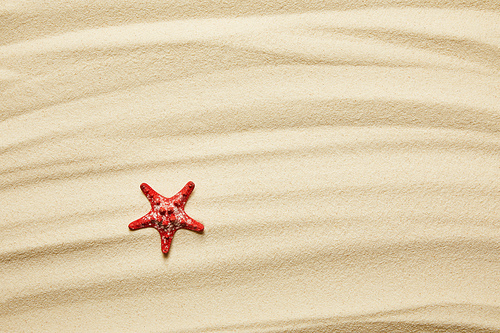 red starfish on golden sandy beach in summertime