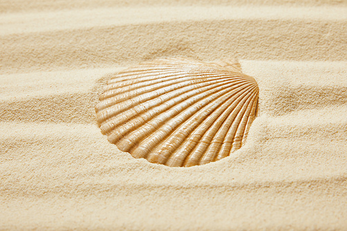 seashell on beach with golden sand in summertime