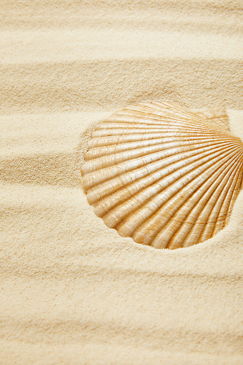 selective focus of seashell on sandy beach in summertime