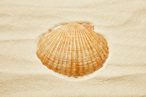 orange seashell on beach with golden sand in summertime