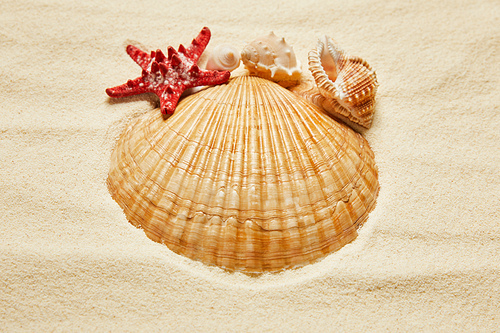 selective focus of seashells near red starfish on beach with golden sand