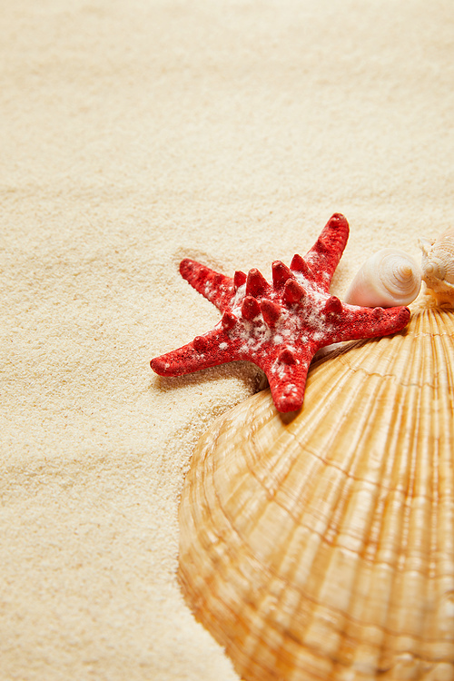 selective focus of red starfish near seashells on beach with golden sand