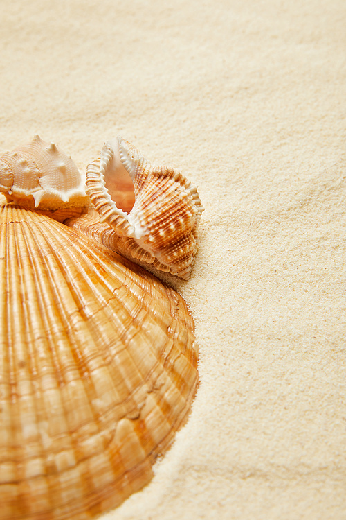 selective focus of seashells on beach with golden sand