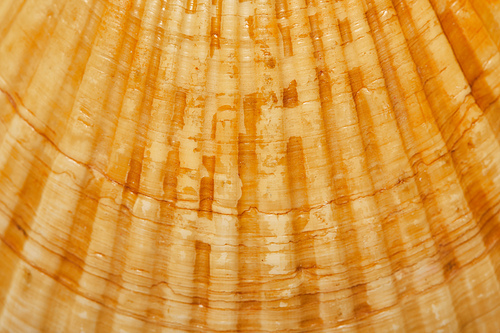 selective focus of natural orange and textured seashell